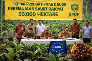 Kejar Produktivitas dan EUDR, BPDP Pacu Peremajaan Sawit Rakyat 50.000 Hektare