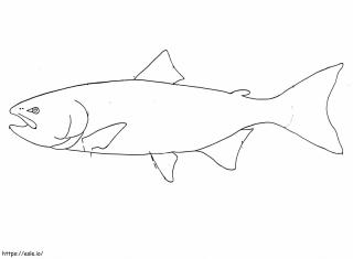 Salmon: Ikan Paling Koplak atau Paling Cerdas di Dunia?