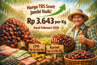 Top ! Harga TBS Sawit di Jambi Naik Awal Februari 2026