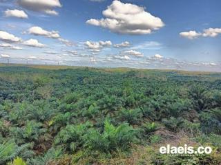 Penyelesaian Sawit Rakyat Harus Melalui Penataan Sesuai PP 23/2021 dan Putusan MK 181/PUU-22/2024 Bukan Penertiban