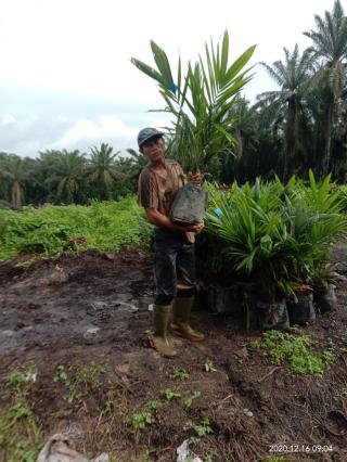 Dorong Kemandirian Ekonomi, Pemkab Aceh Jaya Tanam Sawit di Lahan Eks Kombatan GAM