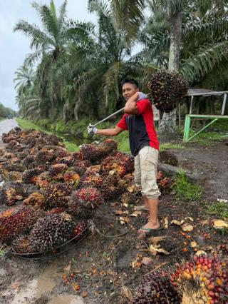 Harga Sawit Plasma Sumut Masih Cenderung Stabil, Yakni Rp3.365.77/kg
