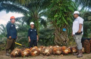 Strategi Inklusif PTPN IV Palmco, "Miniatur Indonesia" Perkuat Ketahanan Pangan Energi Nasional
