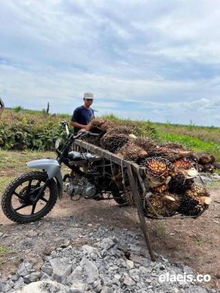 Petani Minta Jangan Hanya HGU, Kebun Plasma Juga Harus Tuntas