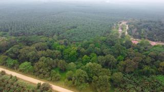 44.000 Hektare Sawit PalmCo di Riau Dikelola dengan Skema Organik dan Penyerbukan Alami