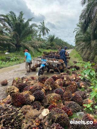 Begini Kondisi Harga Sawit Petani Swadaya di Sumut