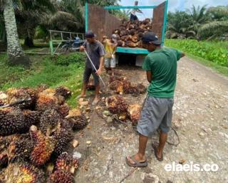 Naik Tipis, Sawit Plasma di Sumut Dibandrol Rp3.598.47/kg