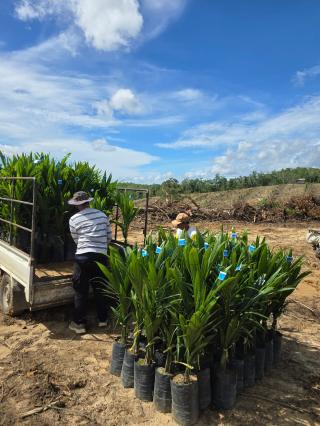 Empat Kabupaten Jadi Fokus Sulteng Untuk Program Peremajaan Sawit