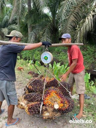 Naik Rp184,11/kg, Harga Kelapa Sawit Plasma Sunut Sentuh Rp3.782.58/kg