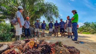 Harga CPO Diprediksi Bullish! CSRA Siapkan Ekspansi Besar, Investor Wajib Tahu