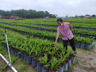 Maksimalkan Produksi, Disbun Kalsel Targetkan PSR Seluas 1.600 Hektar Sawit