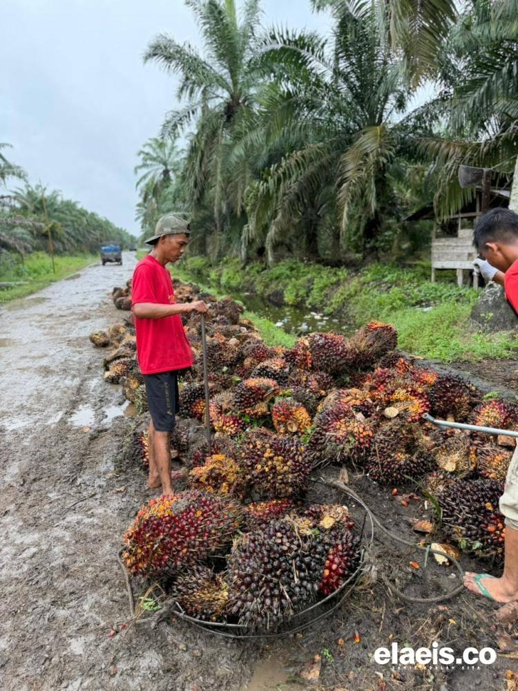 Begini Kondisi Harga TBS Kelapa Sawit Swadaya di Sumatera Utara 