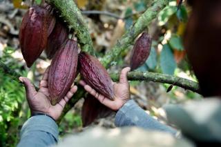 Mimika Siap Jadi Lumbung Kakao Nasional, 200 Hektar Dikembangkan!