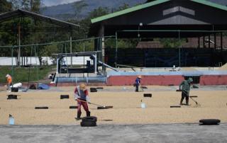 Tunda Panen Demi Mutu, Bisnis Kopi PTPN IV Tetap Raup Laba pada Awal 2026