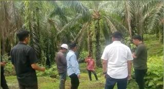 Kejar Produksi Tanpa Abaikan Alam, PTPN IV Regional IV Optimalkan Tankos di Kebun Sawit