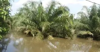 Banjir Rendam Bengkulu, Warga Sulit Panen Sawit