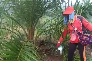 Soal Pupuk, Petani Sawit Harus Pandai