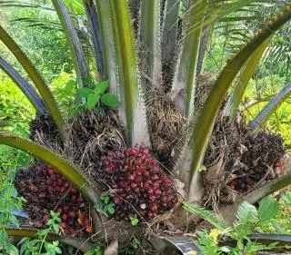 Di Riau, yang Banyak Terjebak Gunakan Bibit Sawit Palsu Petani Swadaya