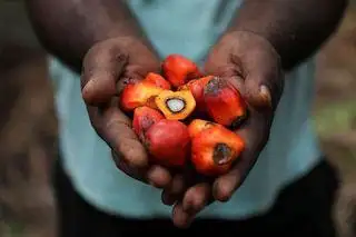 Prediksi Tepat, Harga Sawit Sumbar Longsor Rp18/Kg