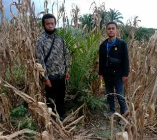 Sebelum Sawit Panen Perdana, Petani Bisa Cari Duit dengan Cara ini