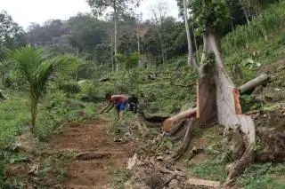 Soal Regulasi Kebun Sawit, Jangan Samakan Dulu dengan Sekarang