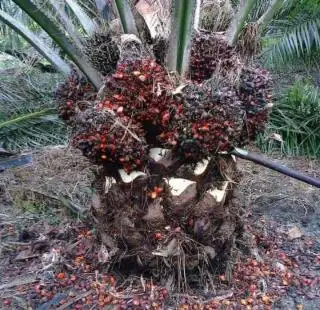 Tingkat Kematangan Mempengaruhi Harga TBS