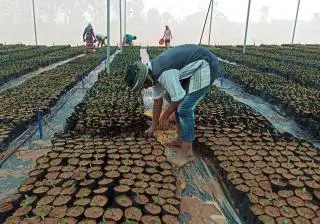 India Potong Harga Dasar Impor CPO