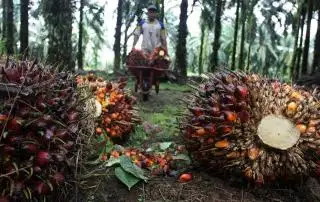 4 Tahun Lagi Kebun Sawit India Bertambah 2 Juta Hektar, Petani Disubsidi