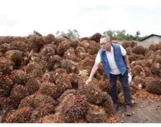 Rata-rata Naik, Berikut Daftar Harga Jual CPO dan Kernel Perusahaan Sawit di Riau