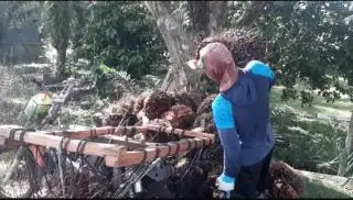 Harga Sawit Terus Naik dalam Dua Bulan Terakhir