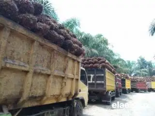 MPOC Prediksi Harga Minyak Sawit Malaysia Naik di Kuartal II-2023