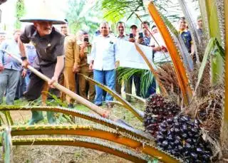 Kriteria Penerima PSR Mengeksklusi Sebagian Petani Sawit