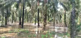 Petani Tak Bisa Panen, Pengepul dan Buruh Kebun Kehilangan Penghasilan