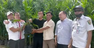 Ribuan Bibit Sawit Dibagikan Gratis ke Petani