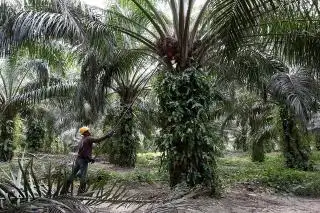 Langgar Aturan Tenaga Kerja, Lima Perusahaan di Riau 'Kena Batunya'