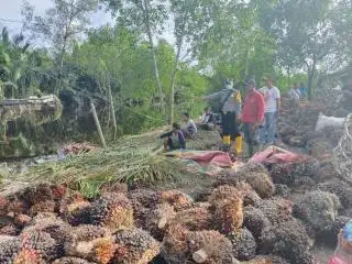 Warga Dumai Diseret Buaya Saat Bongkar Muat Sawit di Pinggir Sungai