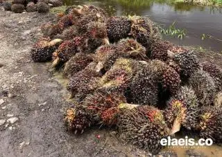 Harga Sawit di Sumbar Merangkak Naik Jadi Segini...