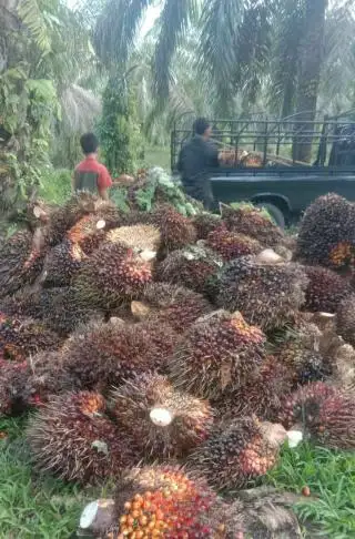 Naik Sedikit, Berikut Update Harga Sawit Jambi Sepekan ke Depan