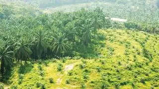 Kalau Belum Dikukuhkan Jadi Kawasan Hutan, Tak Perlu Ada Pelepasan