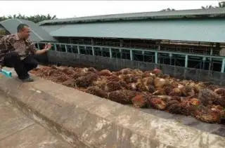 Di Kaltim Beroperasi 99 Pabrik Sawit, ini Sebarannya