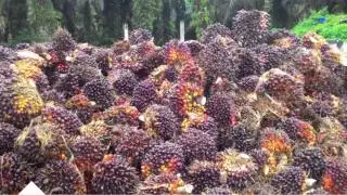 Kelapa Sawit Diramal Tetap Cuan di Tahun Kelinci Air