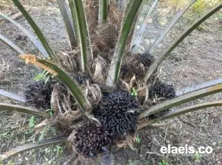 300 Ribu Hektare Kebun Sawit di Jambi Gunakan Bibit Abal-Abal