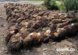 Ada B35, Mulai Februari Harga TBS Bakal Melejit Lagi!