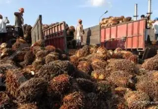 Tetapkan Harga CPO Sendiri, Indonesia Harus Punya Regulasi yang Tepat