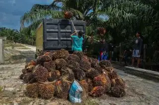 Hasil Studi Ungkap Kebun Sawit Dunia Penghasil Minyak Nabati yang Paling Rendah Emisinya