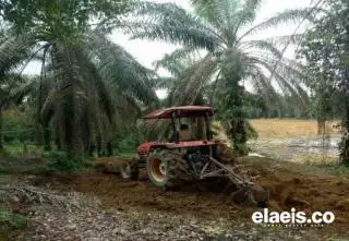 DBH Sawit akan Disalurkan, SPKS: Daerah Kudu Punya RAD Sawit Berkelanjutan