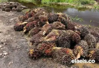 Harga Penjualan CPO di Riau Meroket, Kernel Merosot