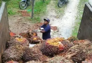 Mana Menguntungkan Karet dengan Sawit, Ini Kalkulasi Versi Ketua Apkasindo Jambi