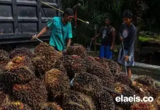 Berikut Daftar Harga Penjualan CPO dan Kernel Perusahaan Sawit di Riau, Sebagian Turun