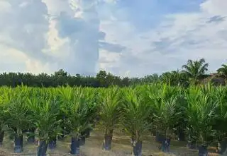 PSR di Pasbar, Apkasindo: Persyaratan Dipermudah, Petani Merasa Terbantu